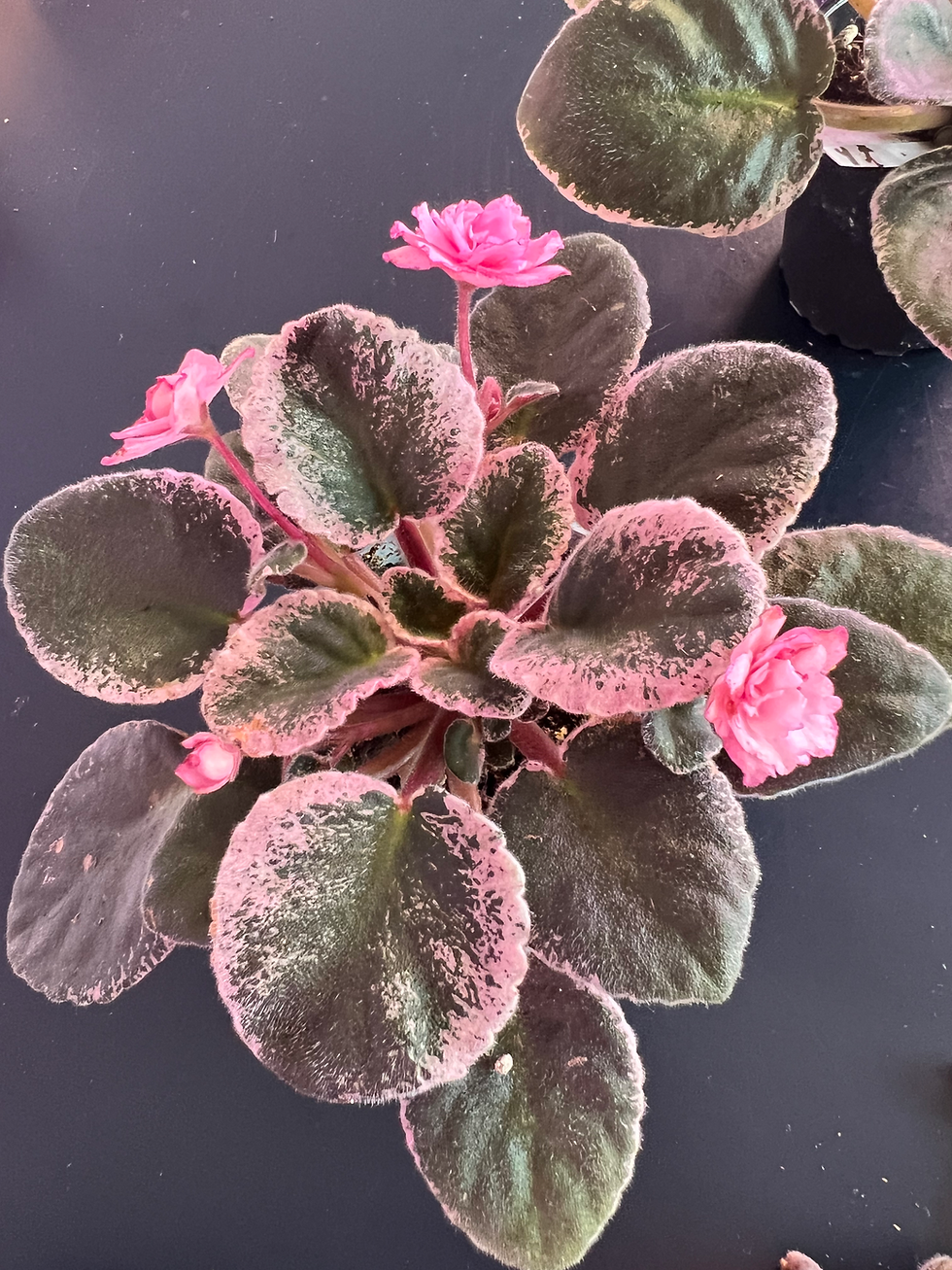 African Violet