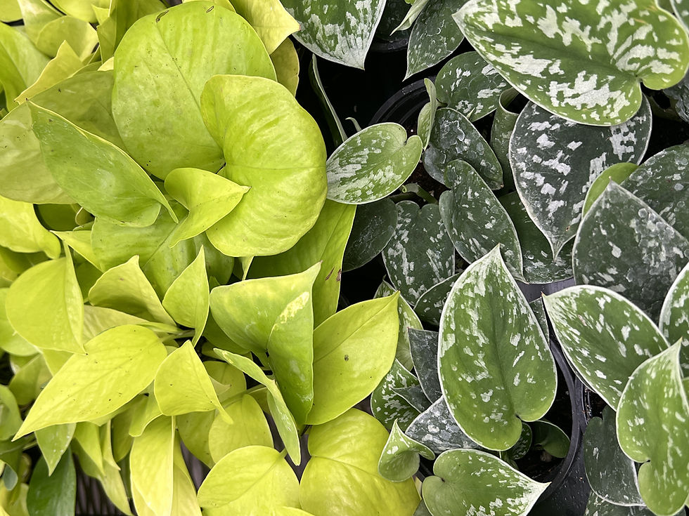 Epipremnum Pothos & Scindapsus