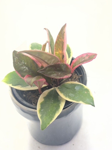 Hoya carnosa Flamingo Dream | Tropical Plants May