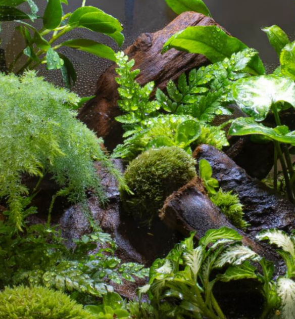 terrarium.png