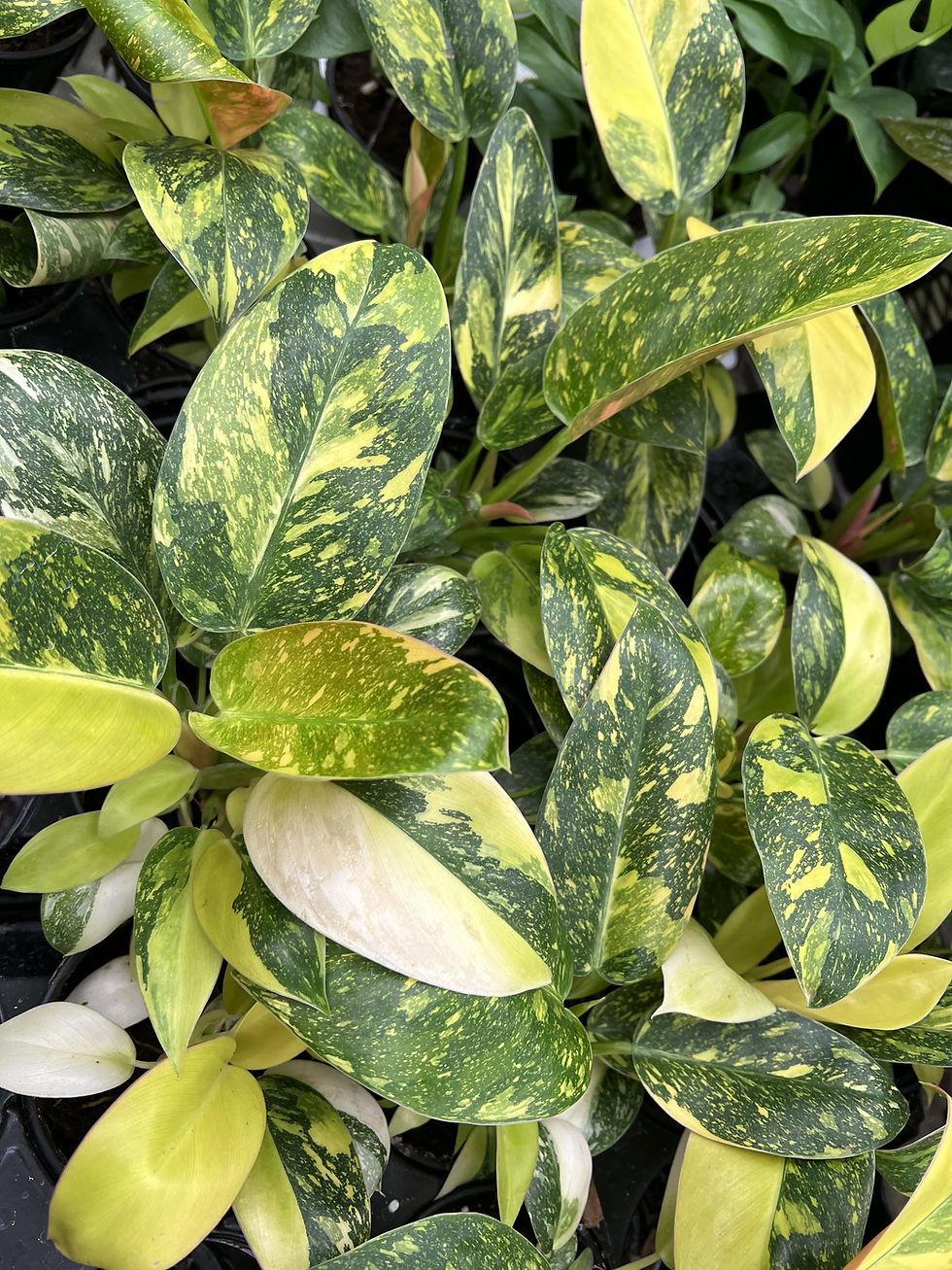 Philodendron