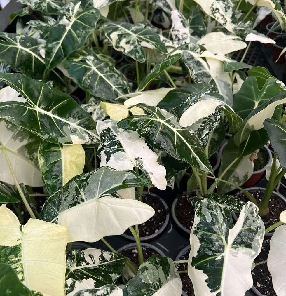 Alocasia