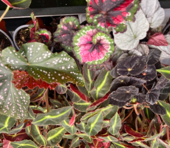 Begonia
