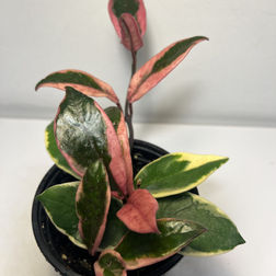 Hoya carnosa Flamingo Dream | Tropical Plants May