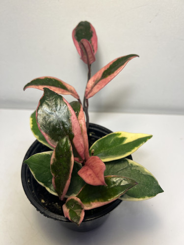 Hoya carnosa Flamingo Dream | Tropical Plants May