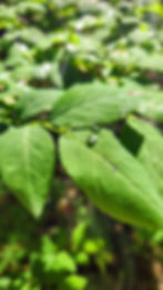 Green leaves with fresh water droplets, symbolising renewal and calm for the Deep Renewal journey.
