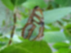 Colourful butterfly on a leaf, representing transformation and freedom in the Inner Liberation pathway.