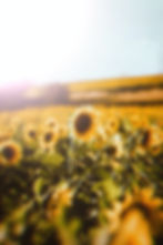 Sunflowers in golden sunlight, symbolising growth, purpose, and embodiment for the Path of Becoming journey.