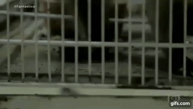 gif (1).gif
