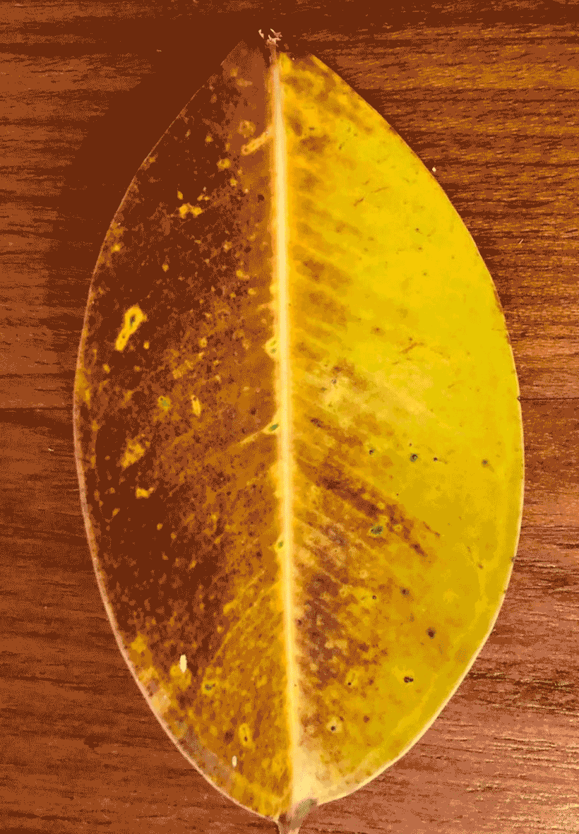 Folhas-2.gif