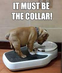 pug on scale.jfif