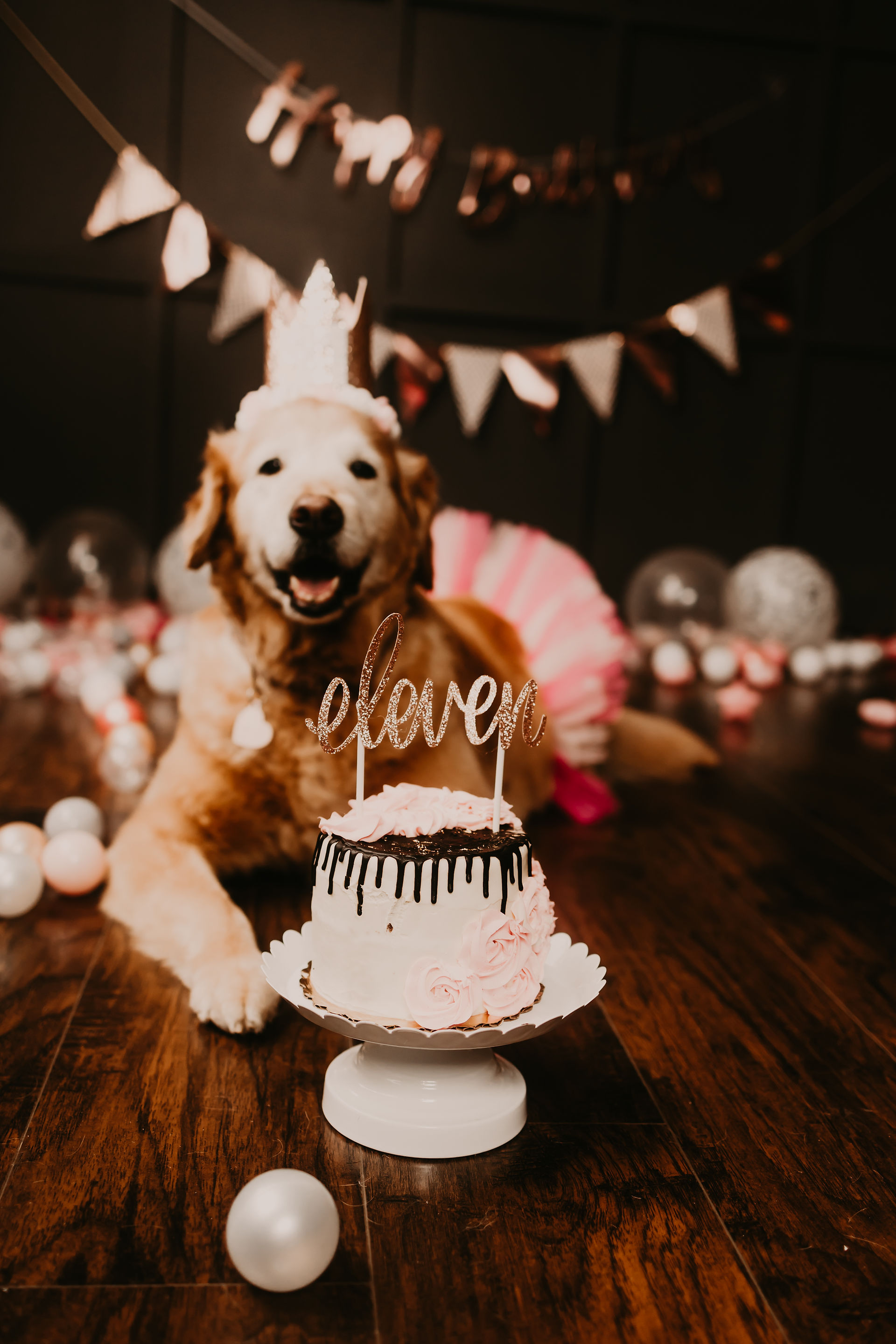 North Carolina best dog photographer