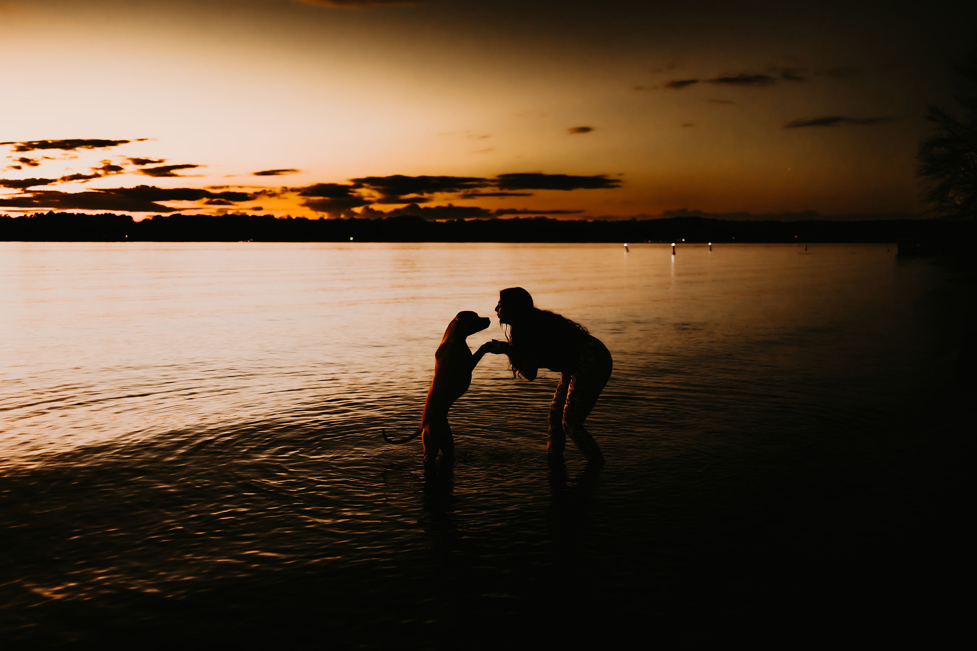 Lake Norman Dog Photographer 