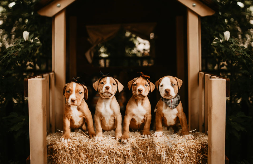 Lake Norman pet photos