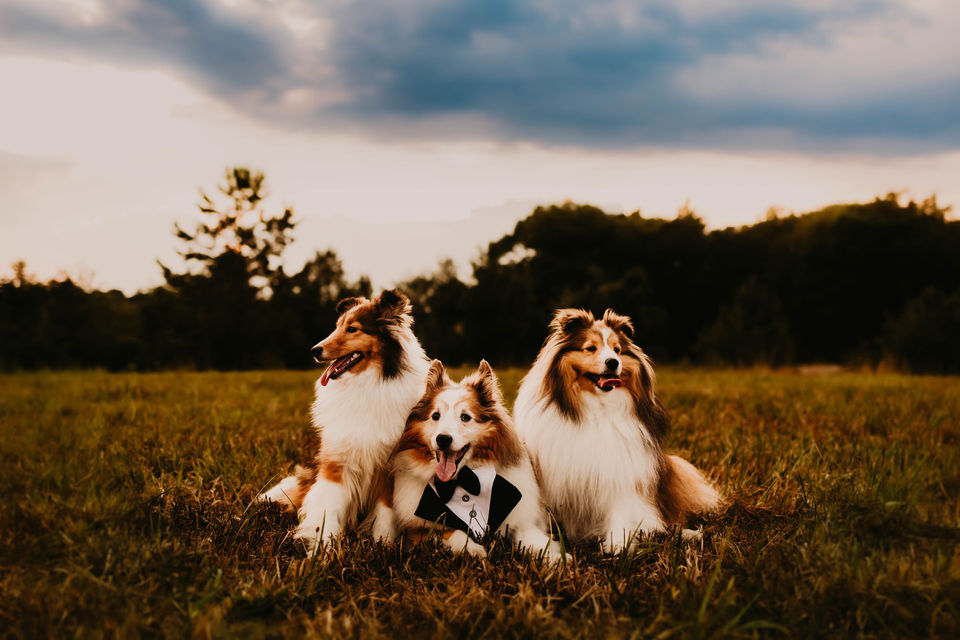 Top-Rated Dog Photographer serving Charlotte, Lake Norman, and Mooresville