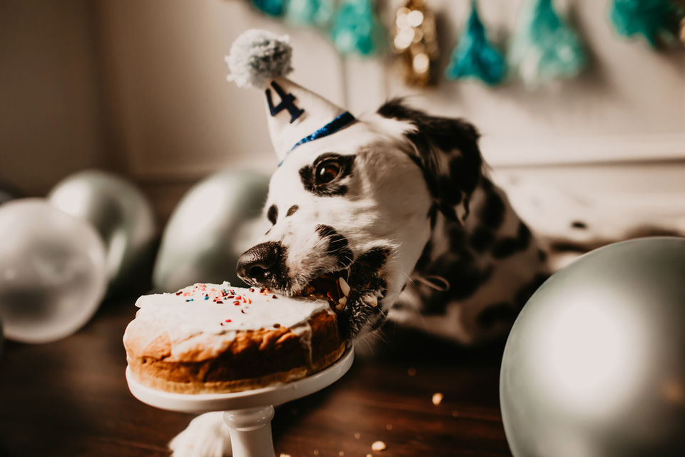 dog cake smash photos Mooresville nc