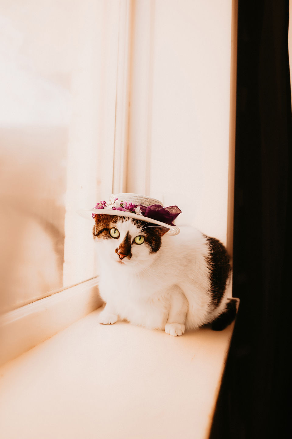 pet photography charlotte nc