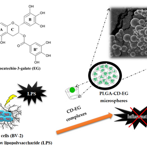 PLGA Microspheres Loaded with β-Cyclodextrin Complexes of Epigallocatechin-3-Gallate for the Anti-Inﬂammatory Properties in Activated Microglial Cells