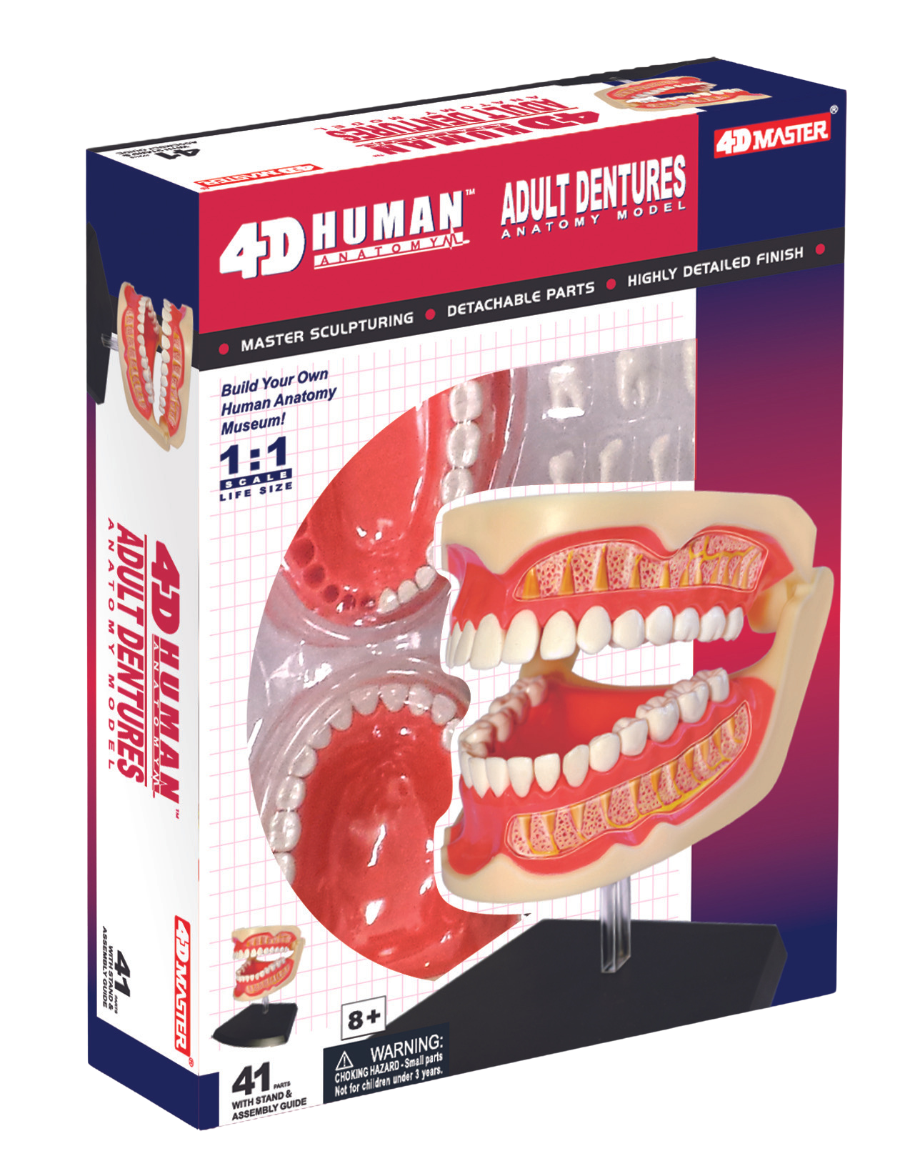 人體解剖模型- 齒模 1:1 (626015)