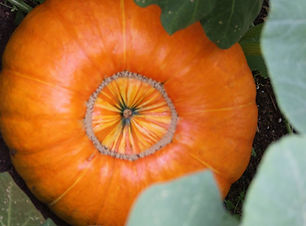 15042171_1141975382525022_47888574858245