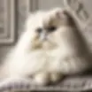 Majestic Persian Cat - Fluffy, Loving, and Playful Companion 🐱✨