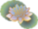 オリエンタルロータス