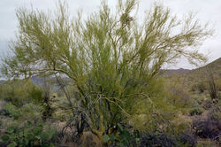 IMG020