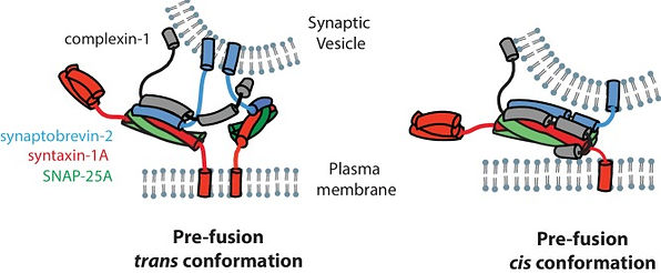 elife-16886-fig7.jpg