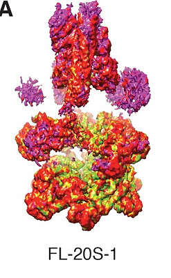 elife-38888-fig1-figsupp2.jpg