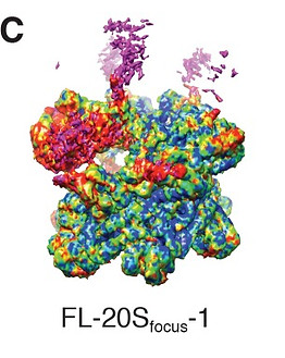 elife-38888-fig1-figsupp2.jpg