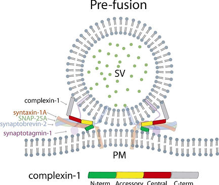 pnas.1604348113fig06.jpg
