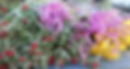 SAM_2598_edited.jpg