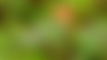 Kaisa - suoraa pohjalaisuutta Savossa