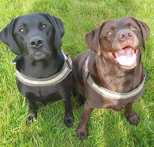 Stella (Left) and Luna (Right)