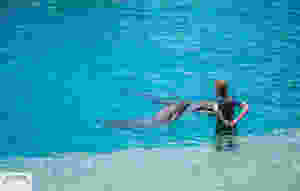 Seaworld Dolphin Beach - Gold Coast Aus