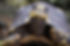 tortoise.jpeg