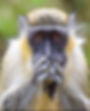 97DB819A-796D-47D4-B57B-7FD9D165E4FA_1_201_a.jpeg