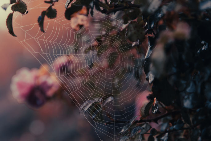Spinnennetz Morgentau