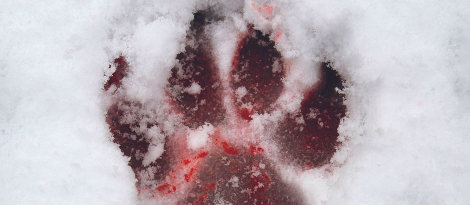 Jo Nesbøs Minnesota er berigende læsning