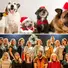 ARE THE HOLIDAYS AT CLT GOING TO THE DOGS?