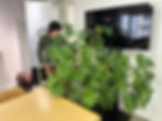 オフィスの植物を預かりました