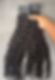 Virgin Burmese Curls