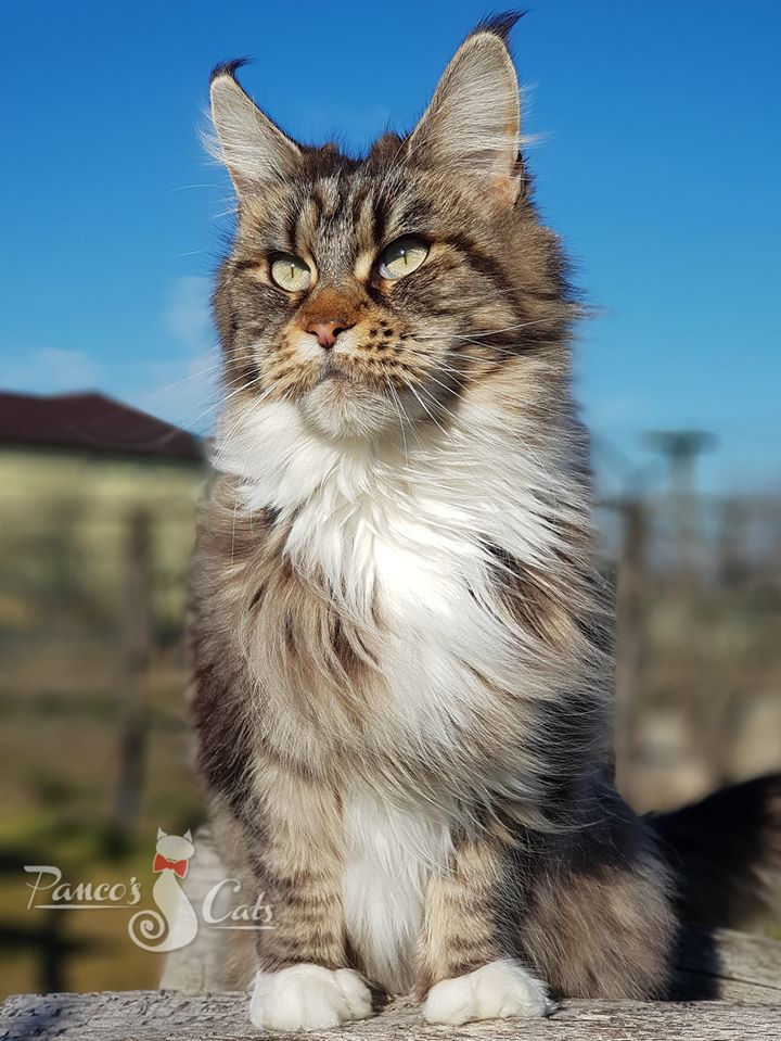 Maine Coon_femela_Magic Dust 2