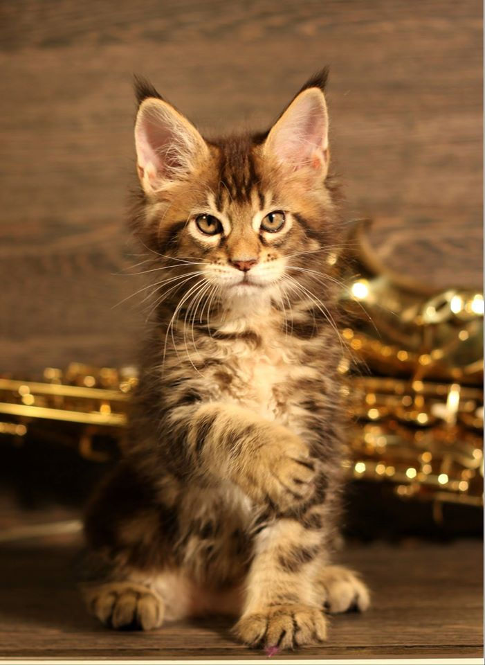 Maine Coon_pui_Louis