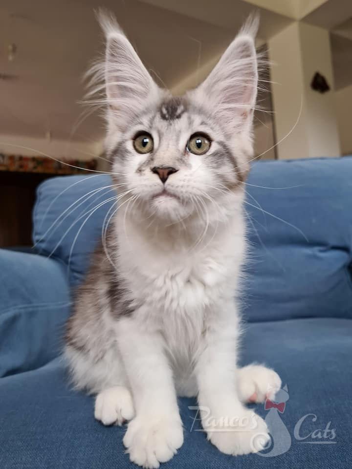 maine coon kitten - LaTisha
