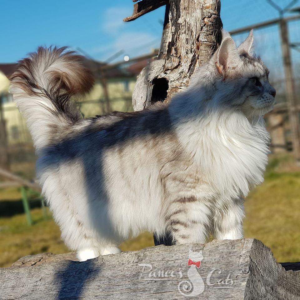 Maine Coon_Million_2
