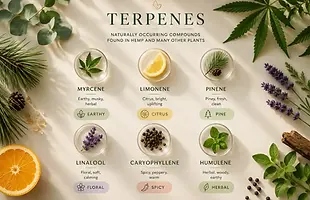 Guide to common hemp terpenes including myrcene, limonene, pinene, linalool, caryophyllene, and humulene