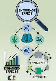 Entourage Effect.jpg