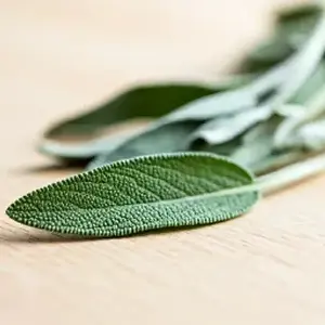 Close-up of fresh sage leaves on the Earth Products Essentials FDA disclaimer page
