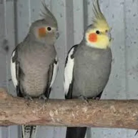 yellow cockatiel price